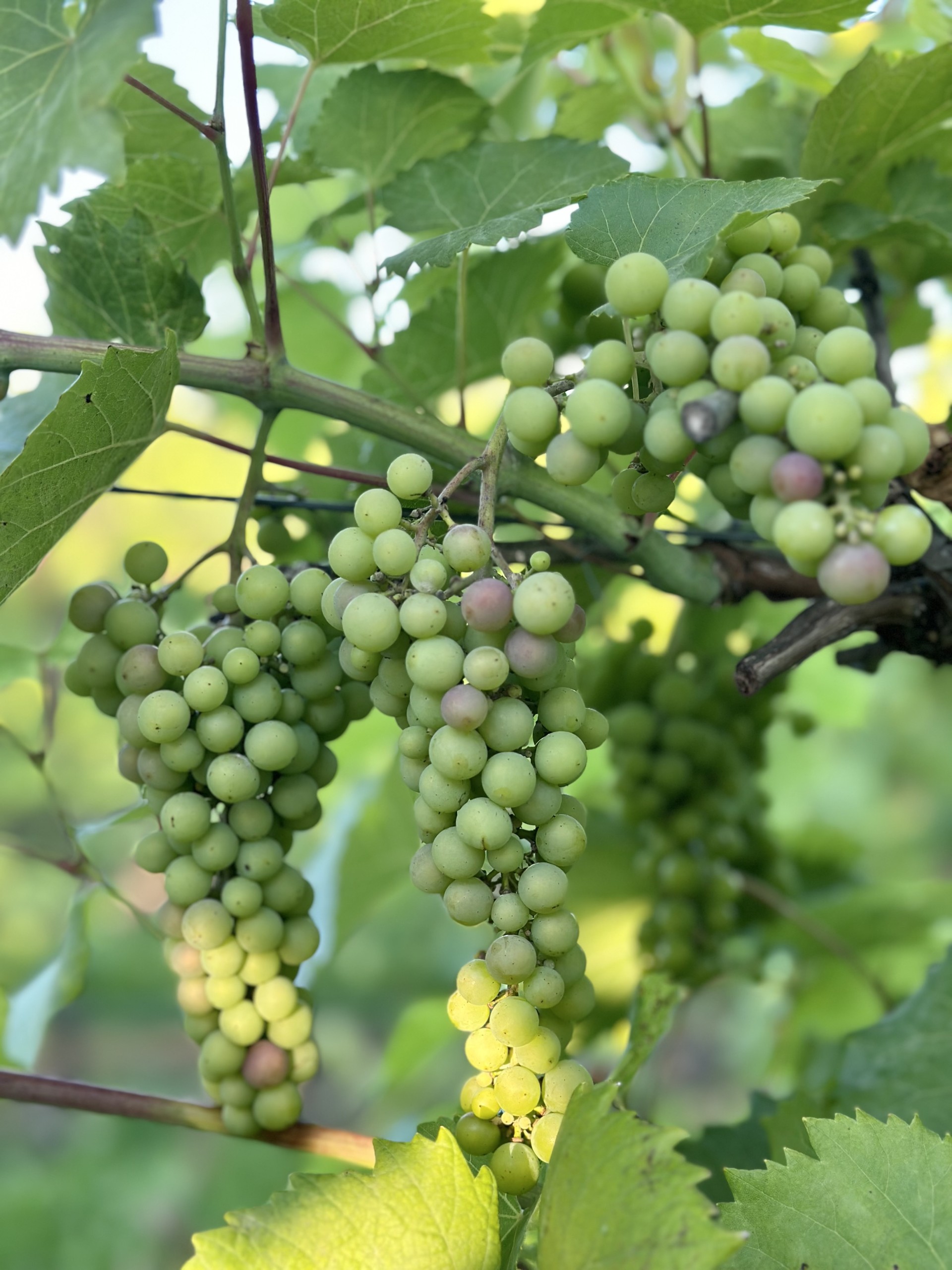 Grape_Youngblood_Marquette_July18_2024_PhotoJessYoungblood.jpg