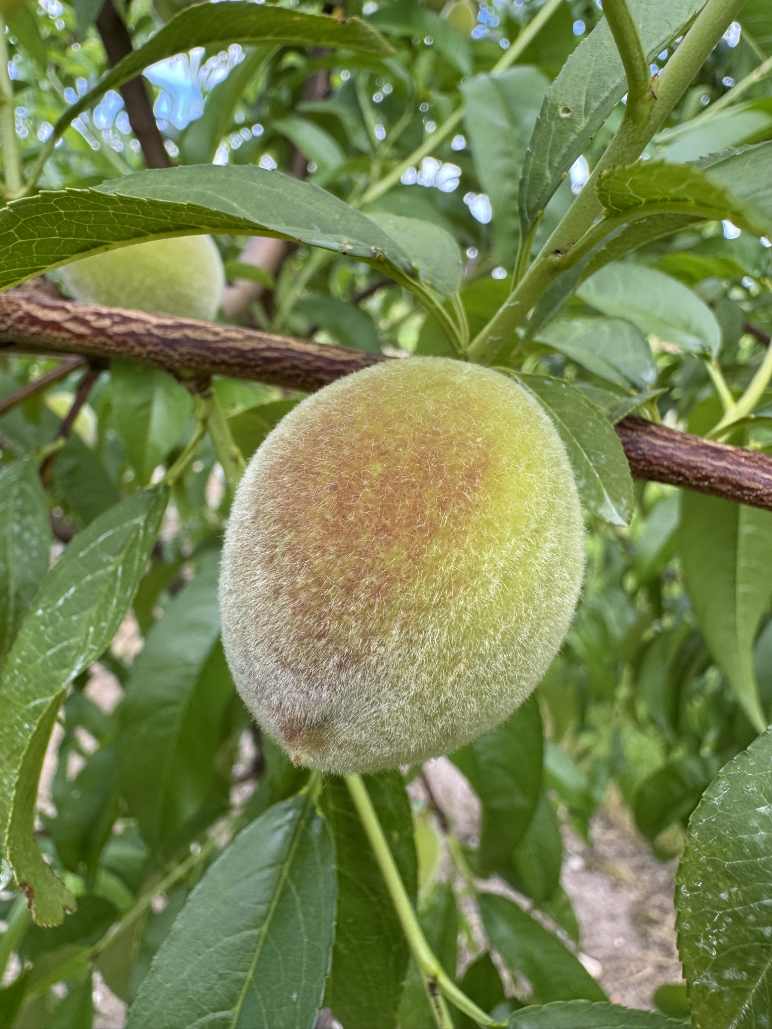 A small unripe peach fruit