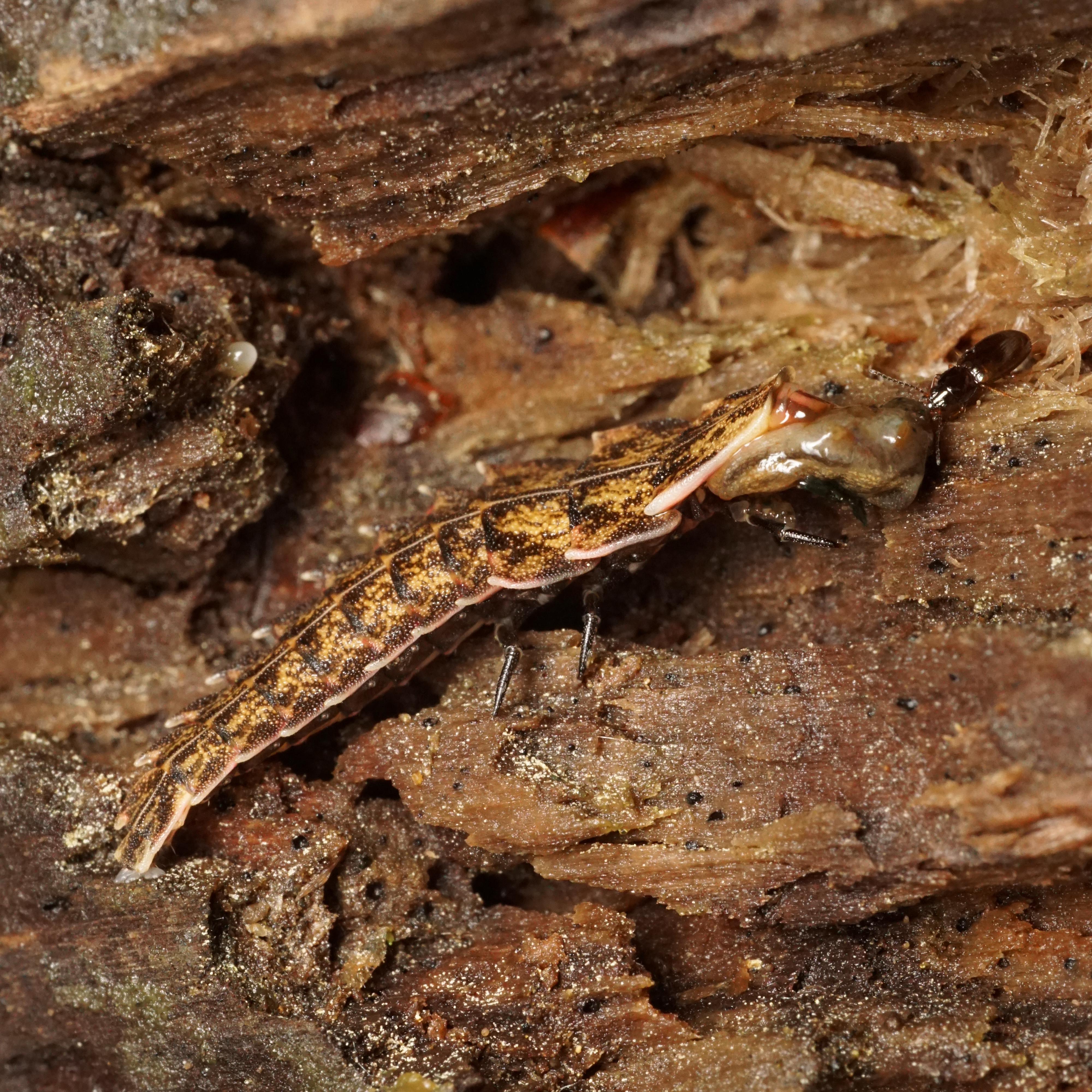 A firefly larva (Pyractomena spp.) eating a slug. 