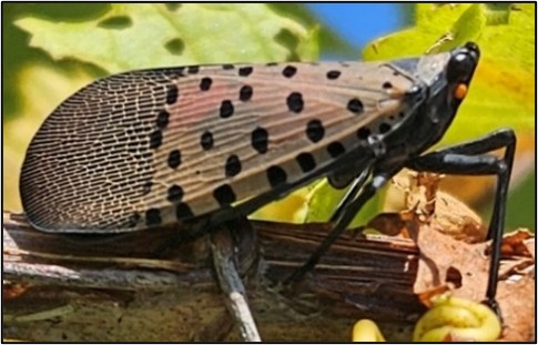 Adult SLF on a grapevine
