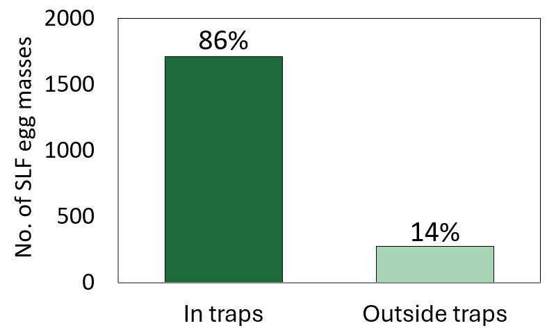 Numbers of SLF egg masses within & outside of lampshade traps in sites monitored in 2024 & 2025.