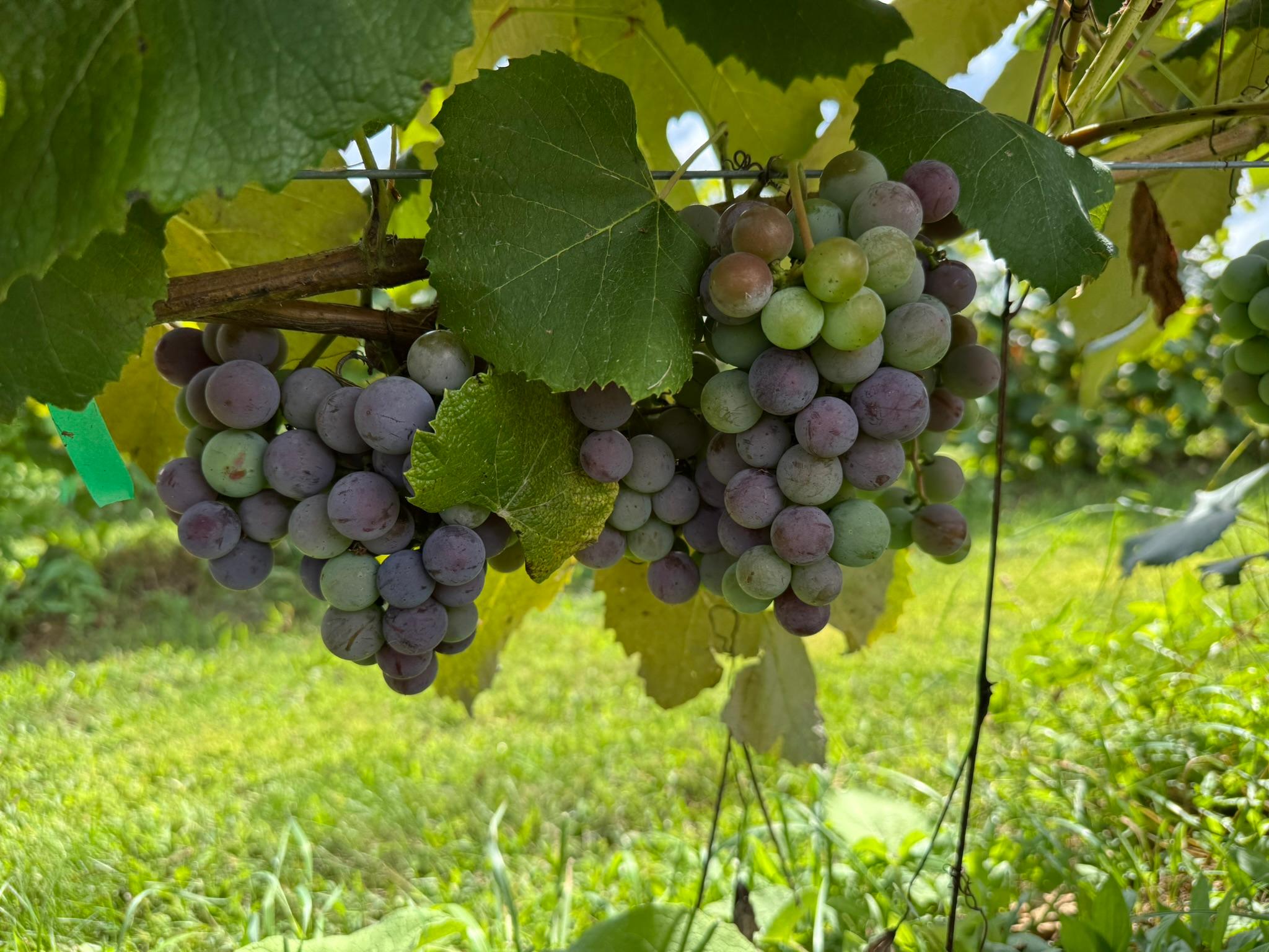 Close-up of grape clusters with purple and green berries hanging from a vine. The grapes are in mid-ripening, shaded by large green leaves.