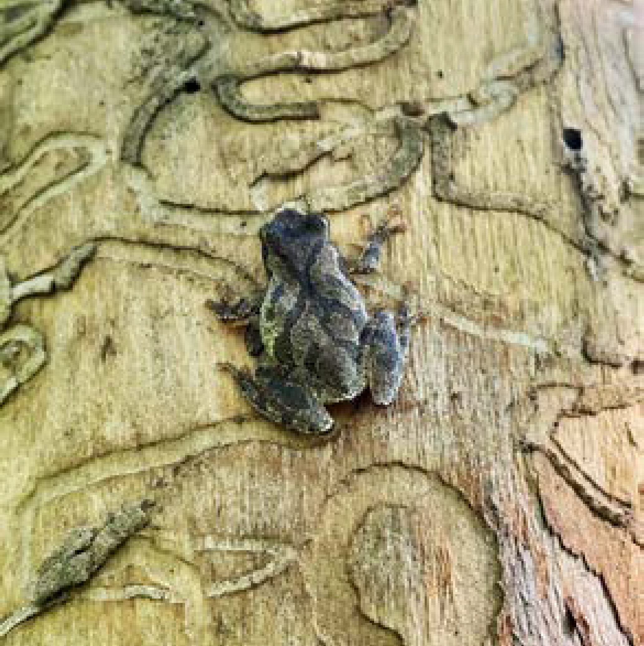 Small dark-colored frog resting on tree bark marked with winding insect tunnels beneath the surface.