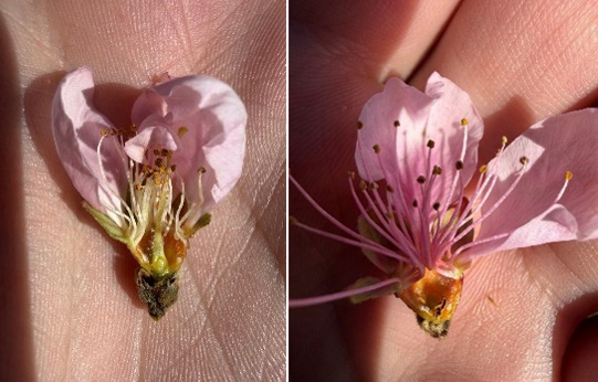 Closeups of a dead and a living peach flower bud.
