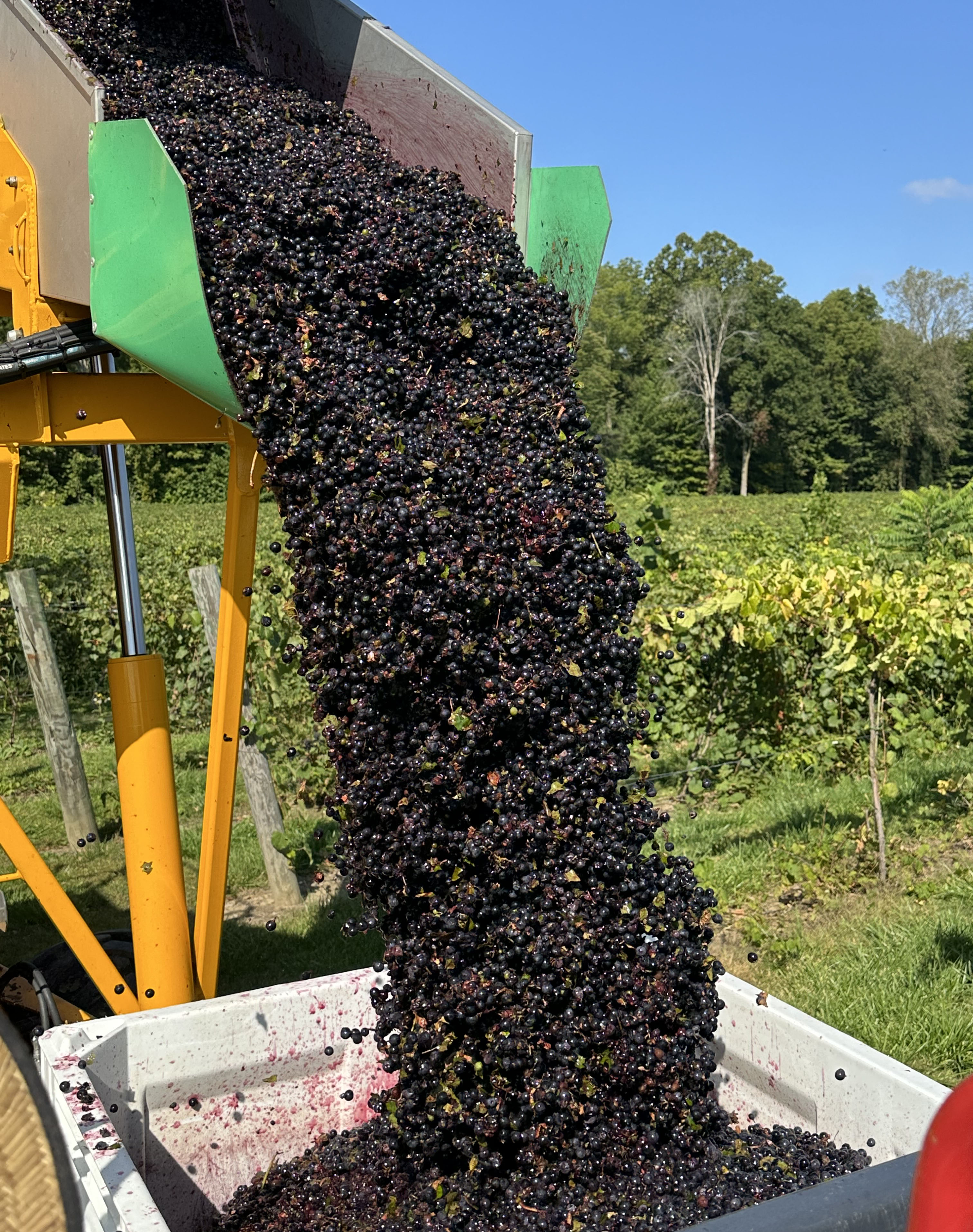 Grapes being harvested and transported from the harvester to a loading truck.