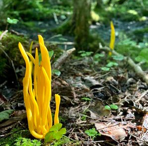 Bright yellow club-shaped fungi emerging from the forest floor among leaves and small plants.