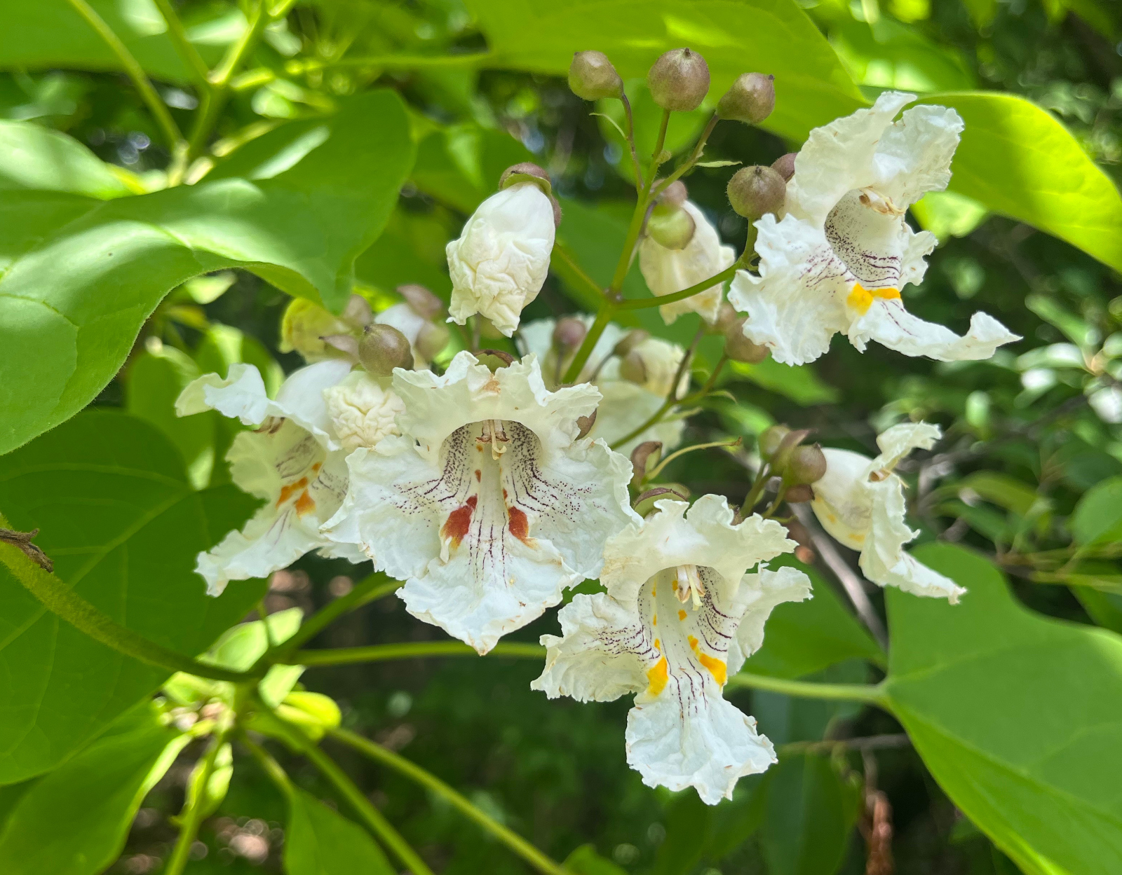 Closeup of the white blossoms on a northern catalpa tree.
