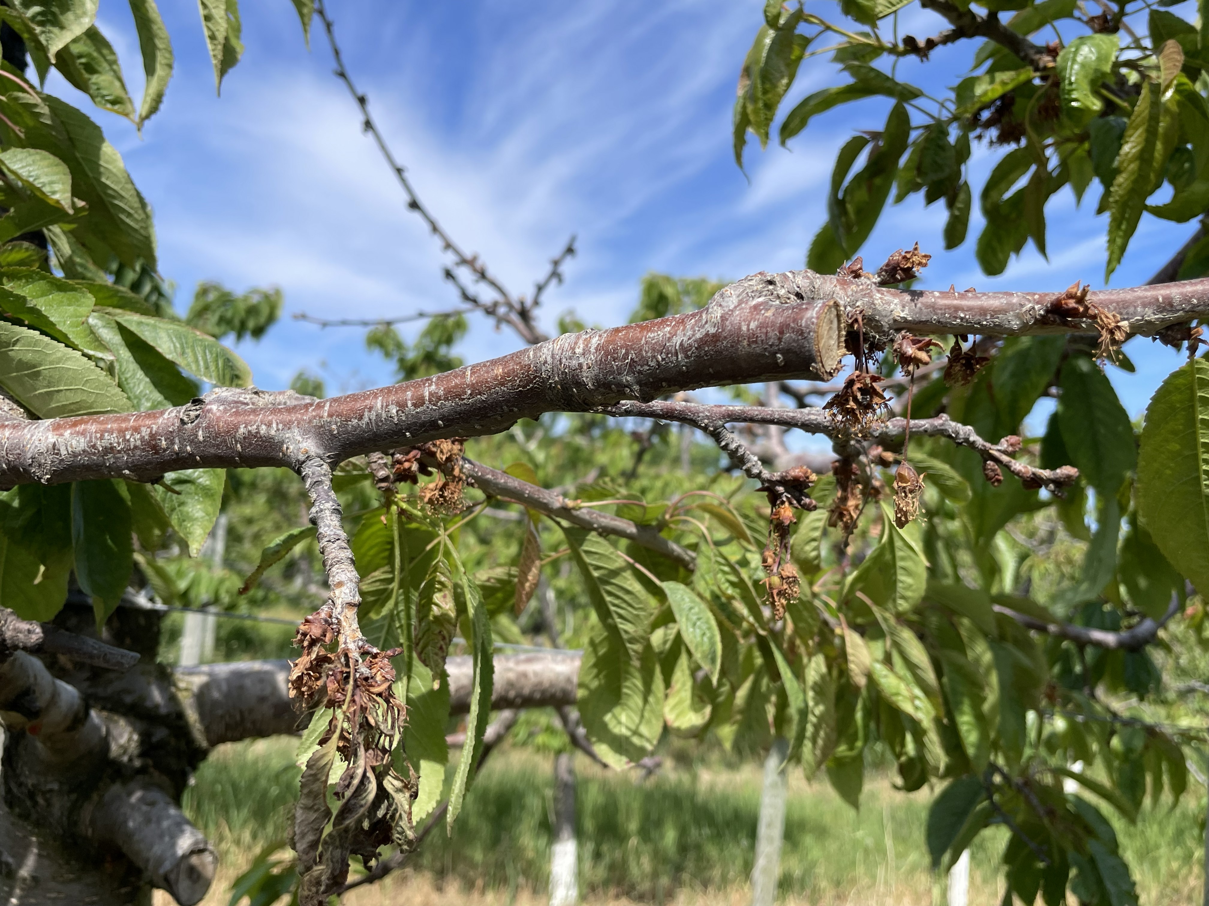 A tree branch with dead, dried up leaves.
