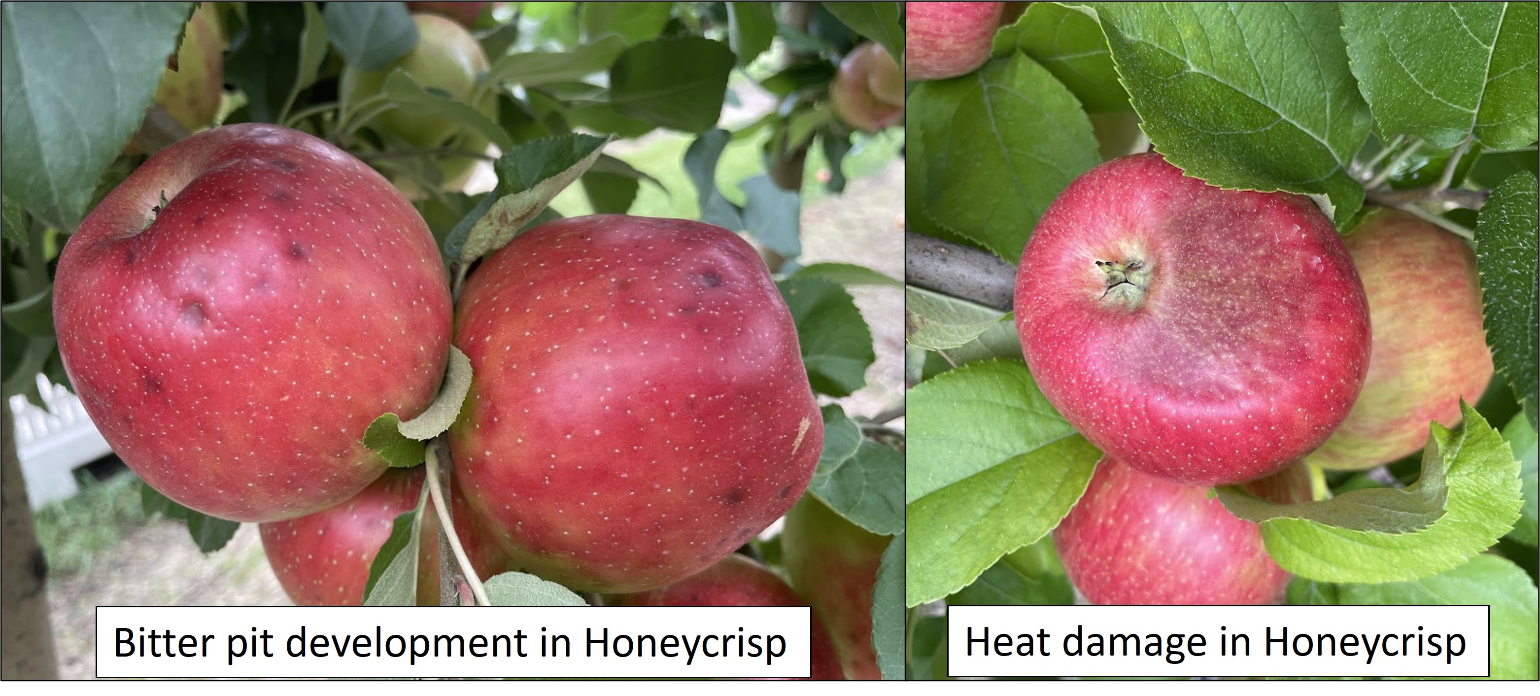 Honeycrisp apples showing bitter pit symptoms and heat damage. The bitter pit apples have small, balck indents. The apples with heat damage have a darken sunken appearance.