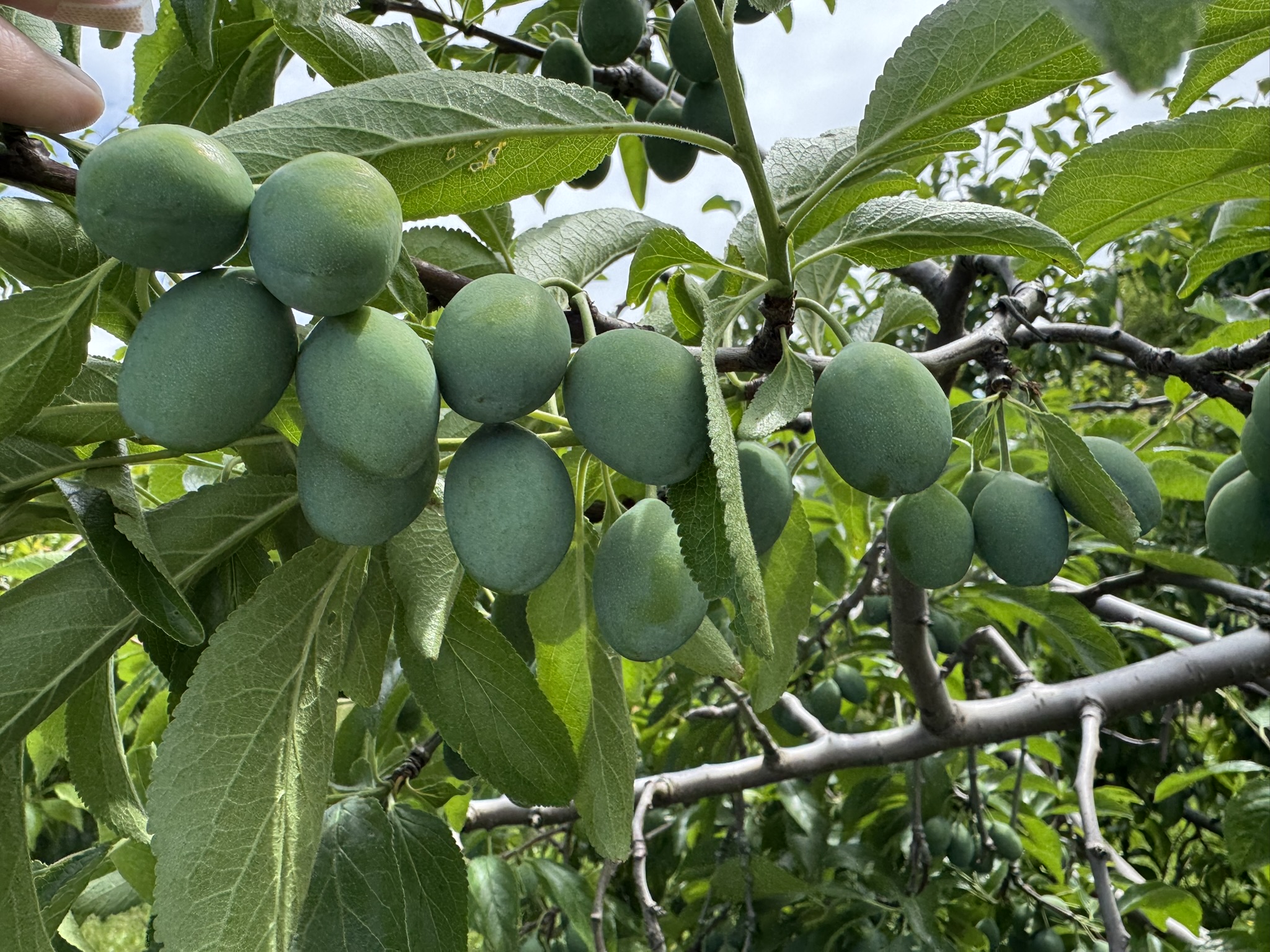 A cluster of ripening plums