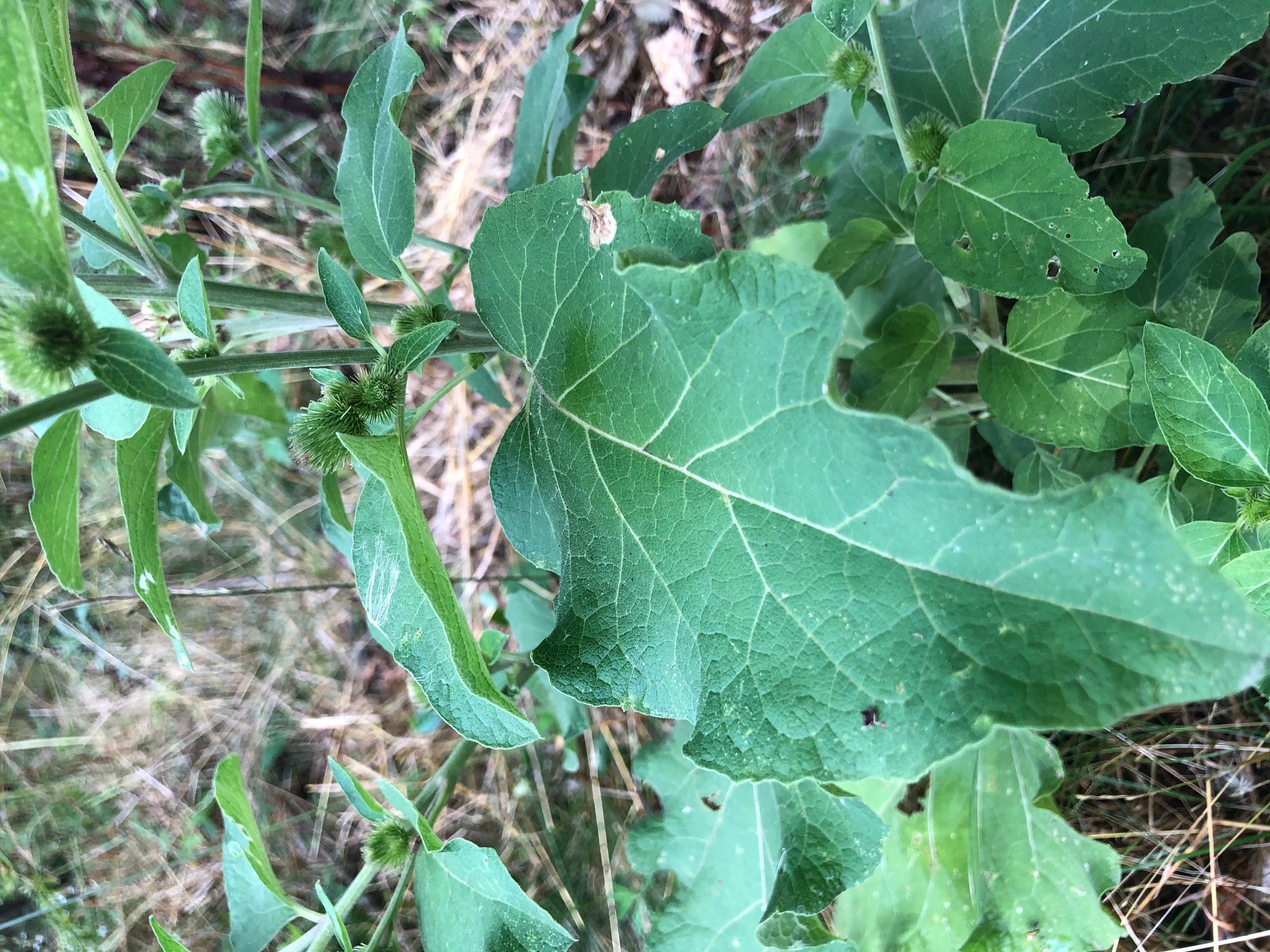 Common burdock leave with large wavy margins. 