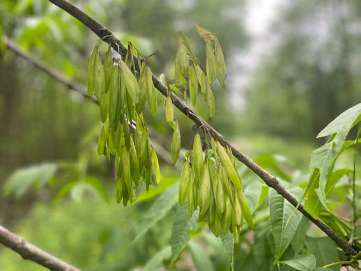 Clusters of green ash tree seeds hanging from a branch with compound leaves in a wetland forest.