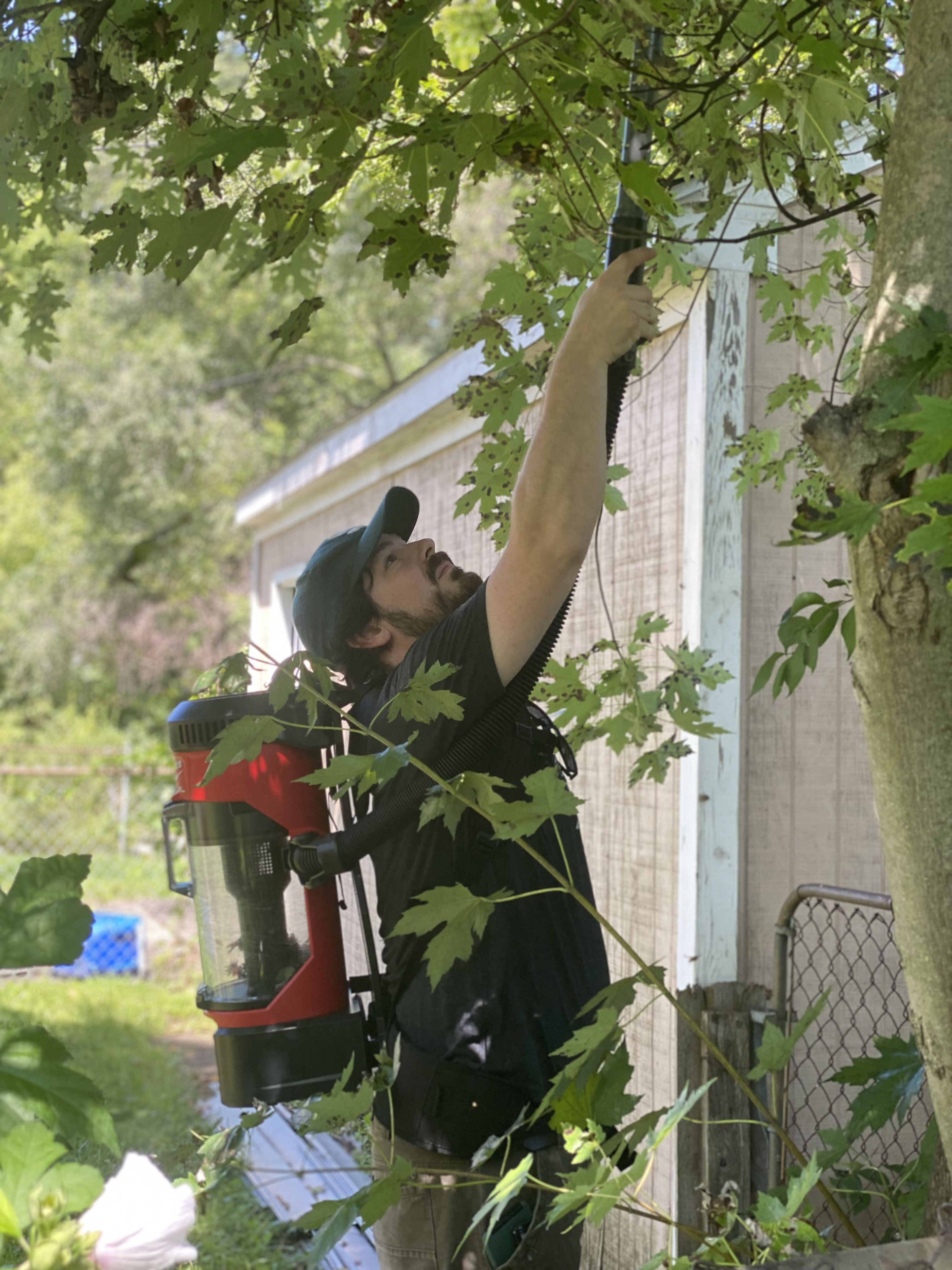 A person using a backpack vacuum to suck SLF off a maple tree.