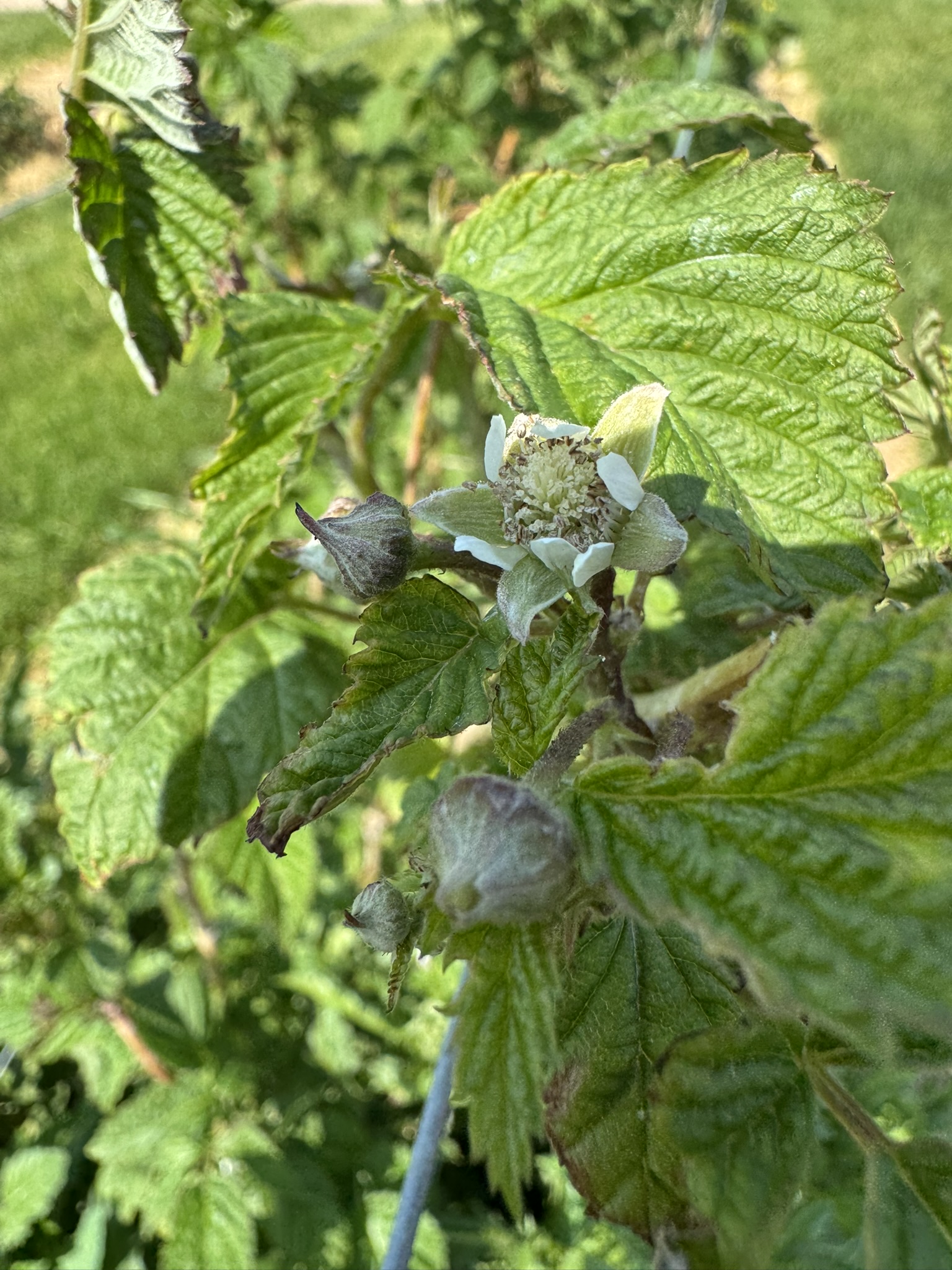 Summer raspberry blossom opening up.