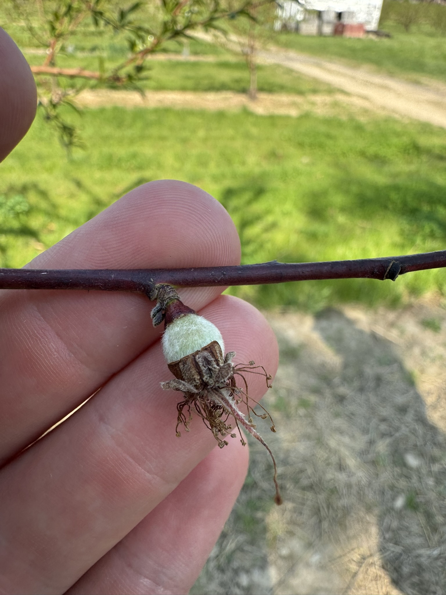 A peach fruitlet 8 mm in size.