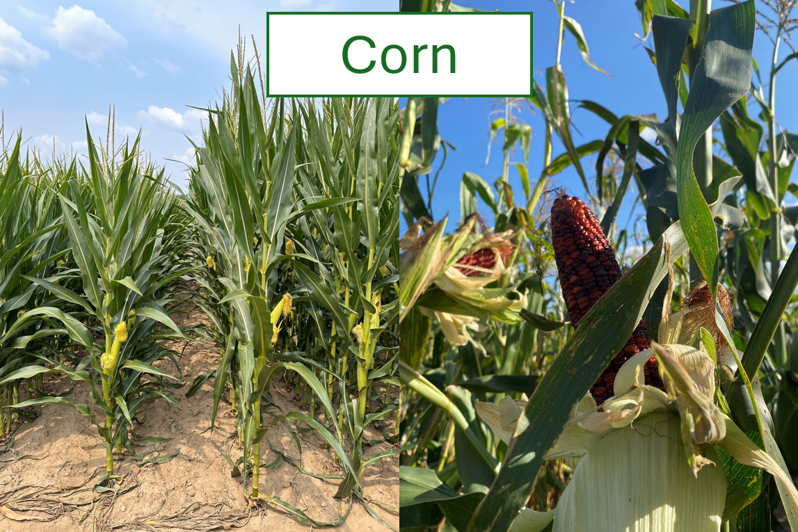 CORN.png