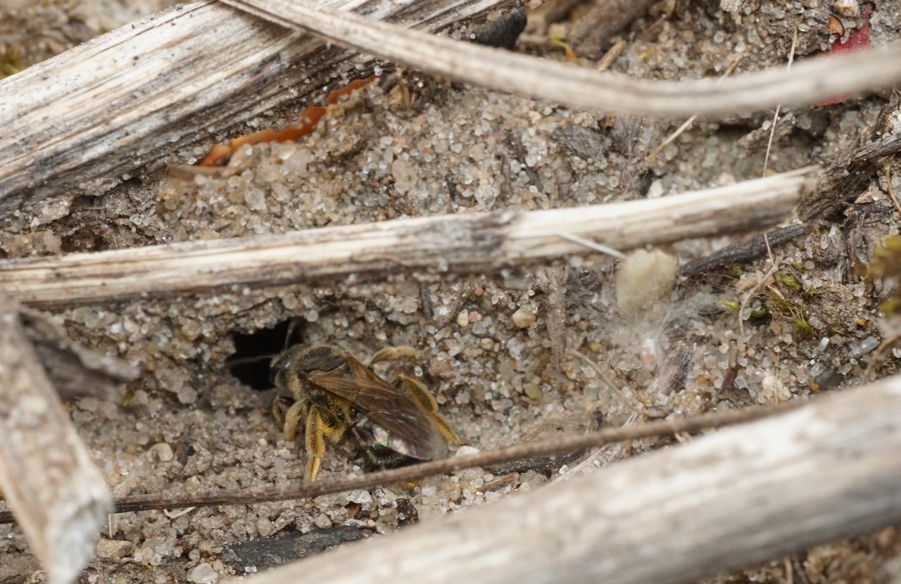 A soil nesting bee about to enter a hole in the sole.