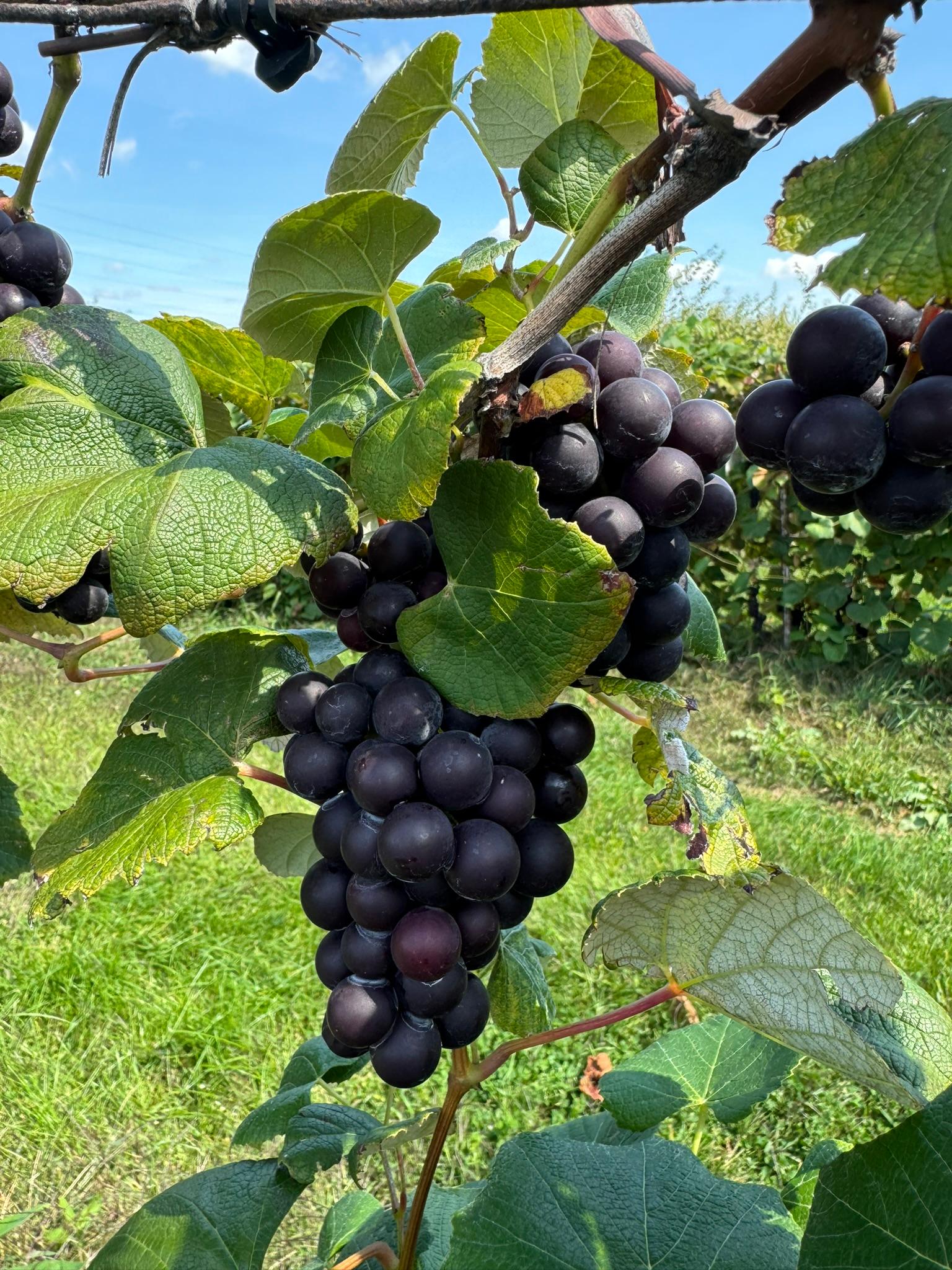 Concord grapes hanging from a vine.