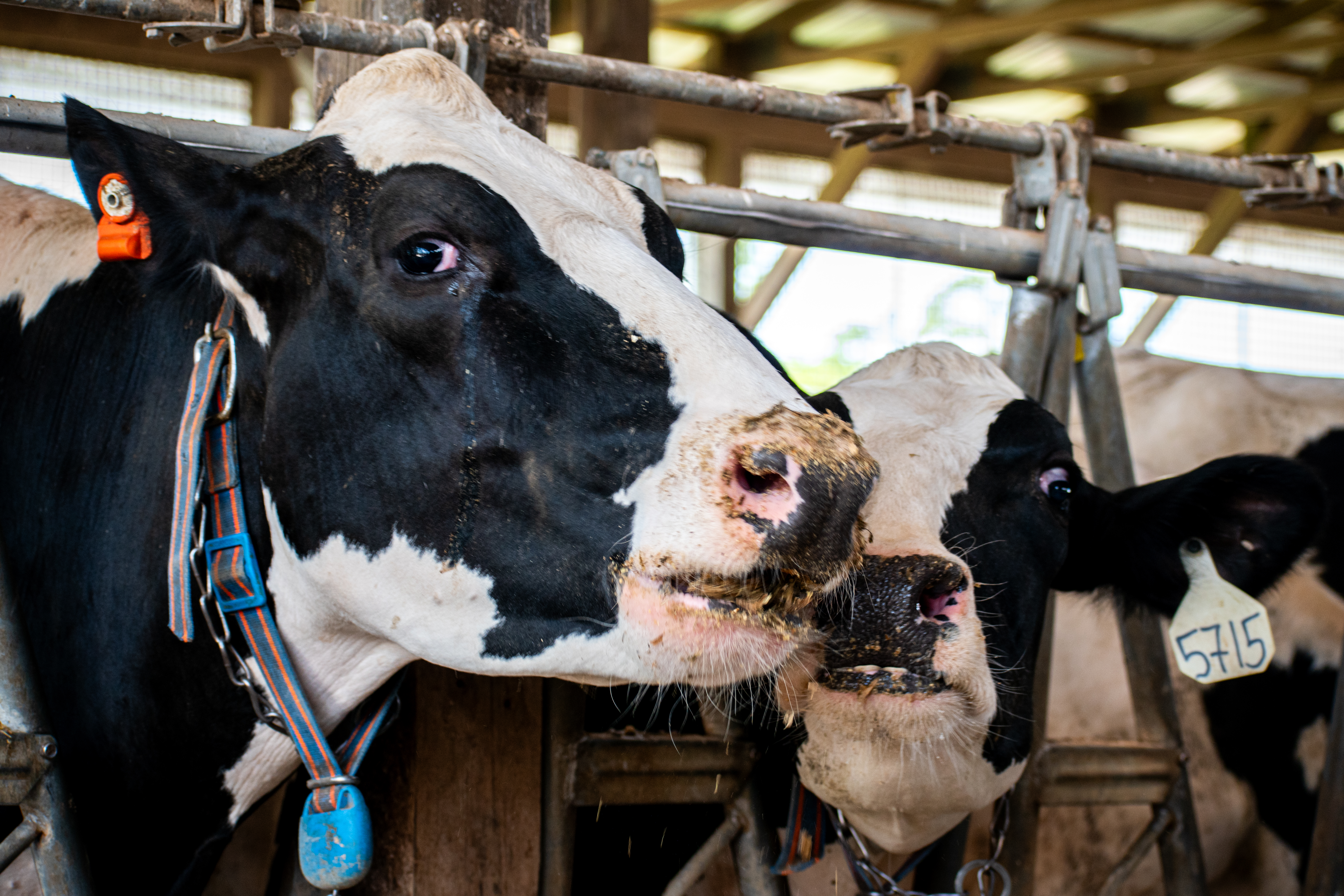 DairyCows.jpg