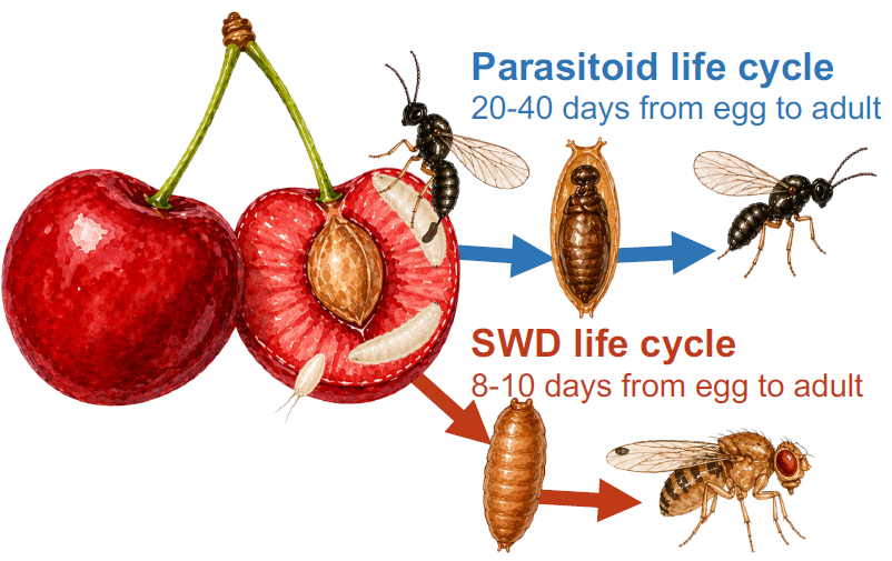 llustration comparing the life cycles of a parasitoid wasp and spotted wing drosophila developing inside cherries. The graphic shows the parasitoid requires 20&ndash;40 days from egg to adult, while SWD completes development in 8&ndash;10 days.