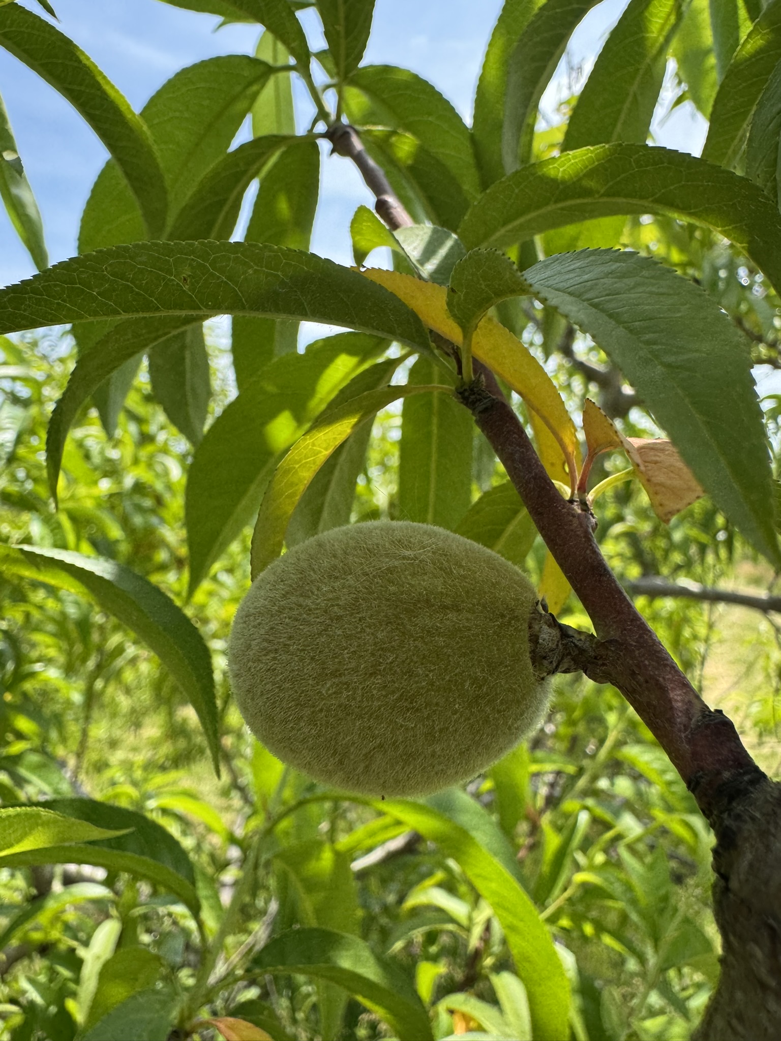 An unripe peach fruit 