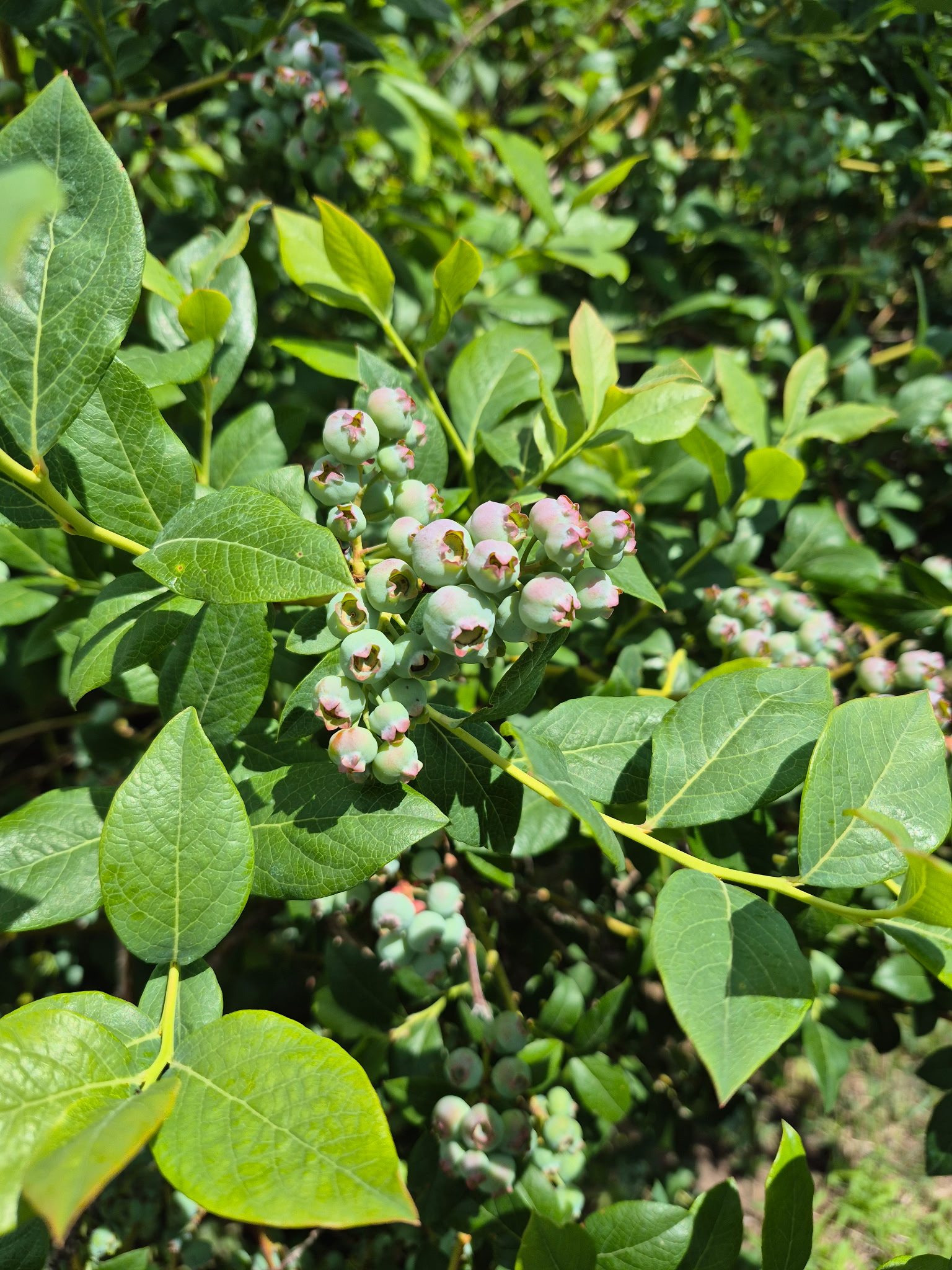 A cluster of blueberries turning to purple from green