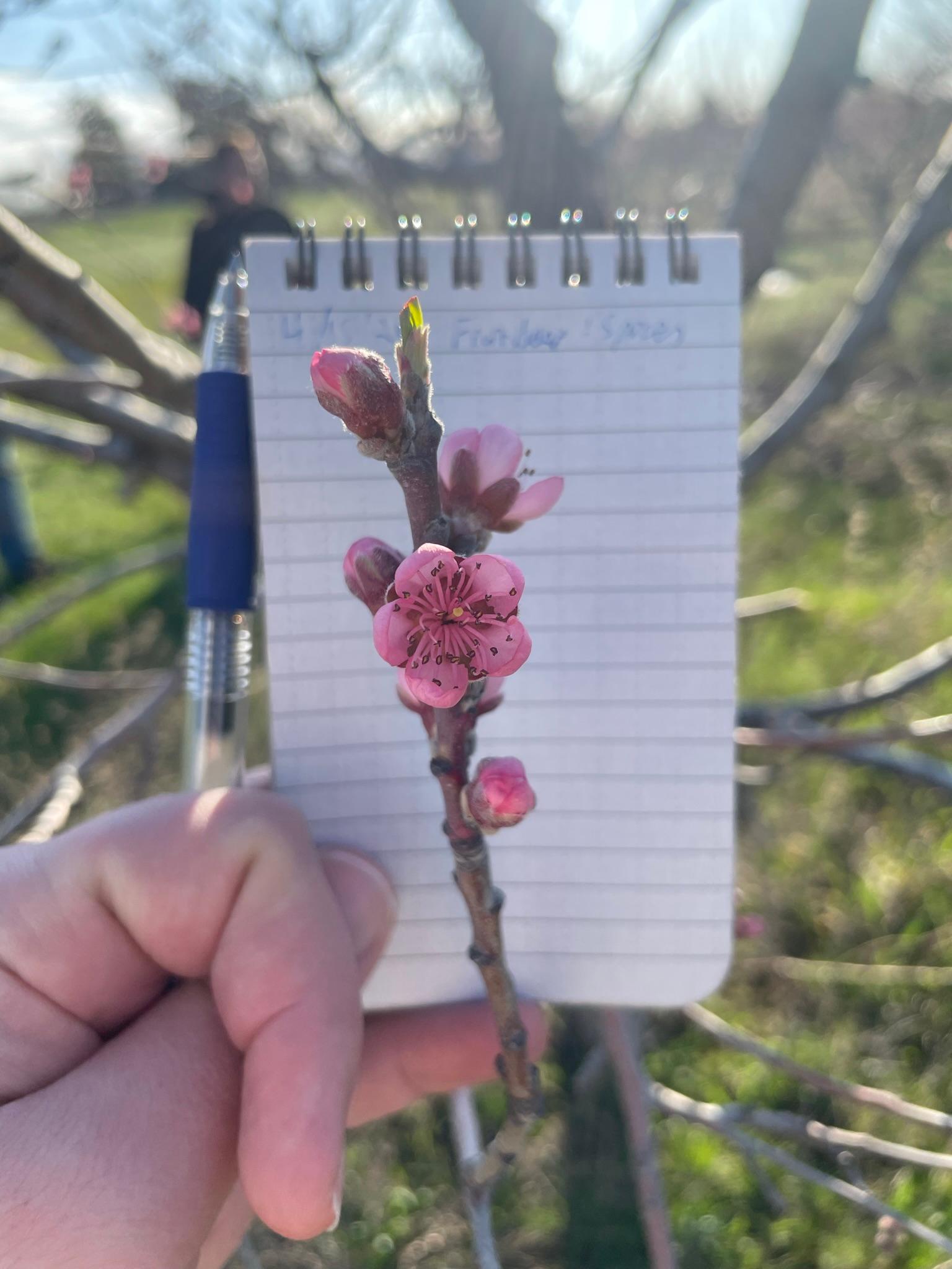 Peaches starting to bloom.