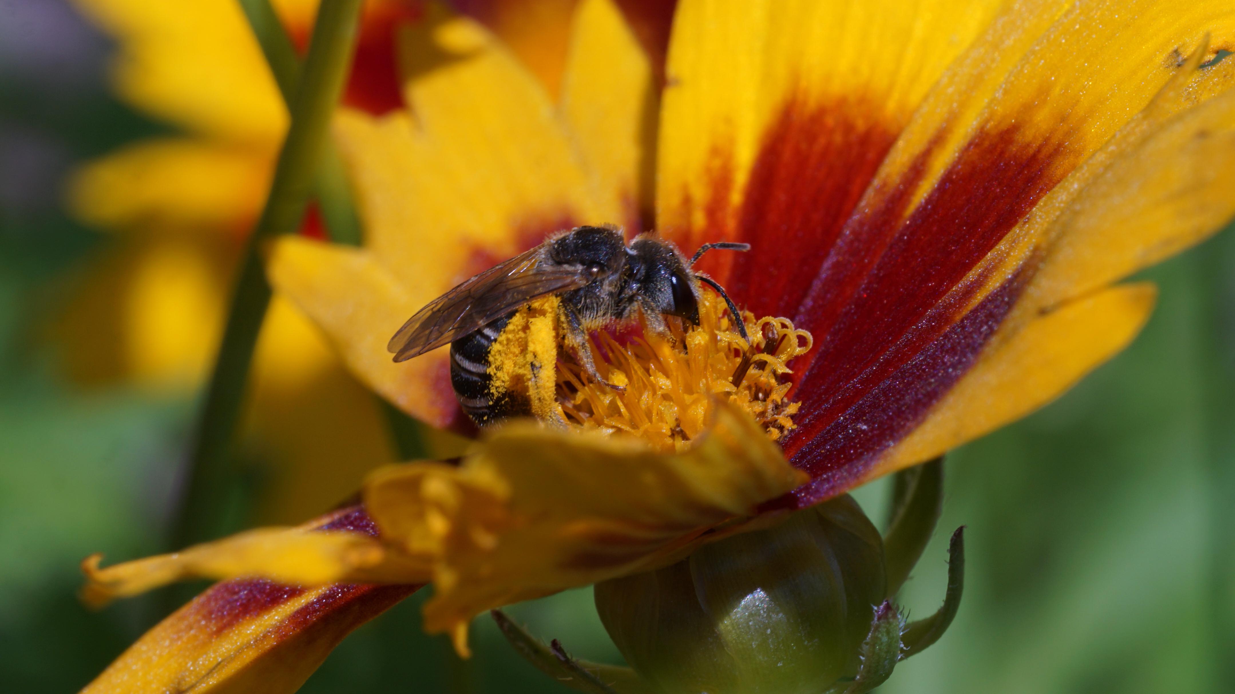 A leafcutter bee on a yellow flower.