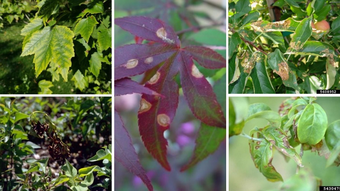 A collage of five photos showing various plant leaves affected by different types of leaf spots and damage.  Damage includes yellowing, browning, leaf curling, and visible lesions on leaf surface.