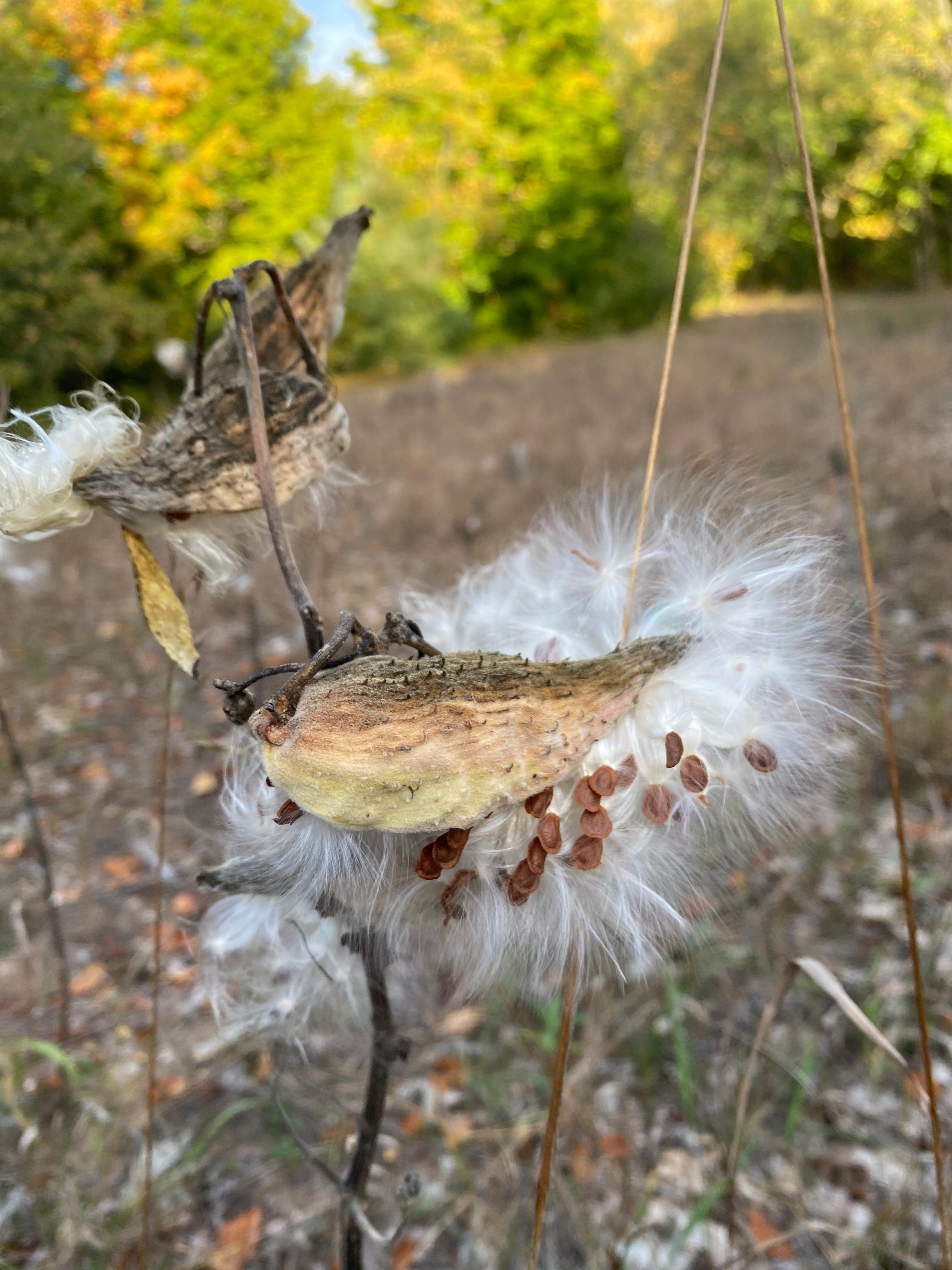 Common milkweed pods.