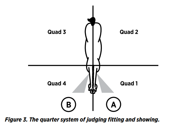 Example of handling, posing, and examination of horses