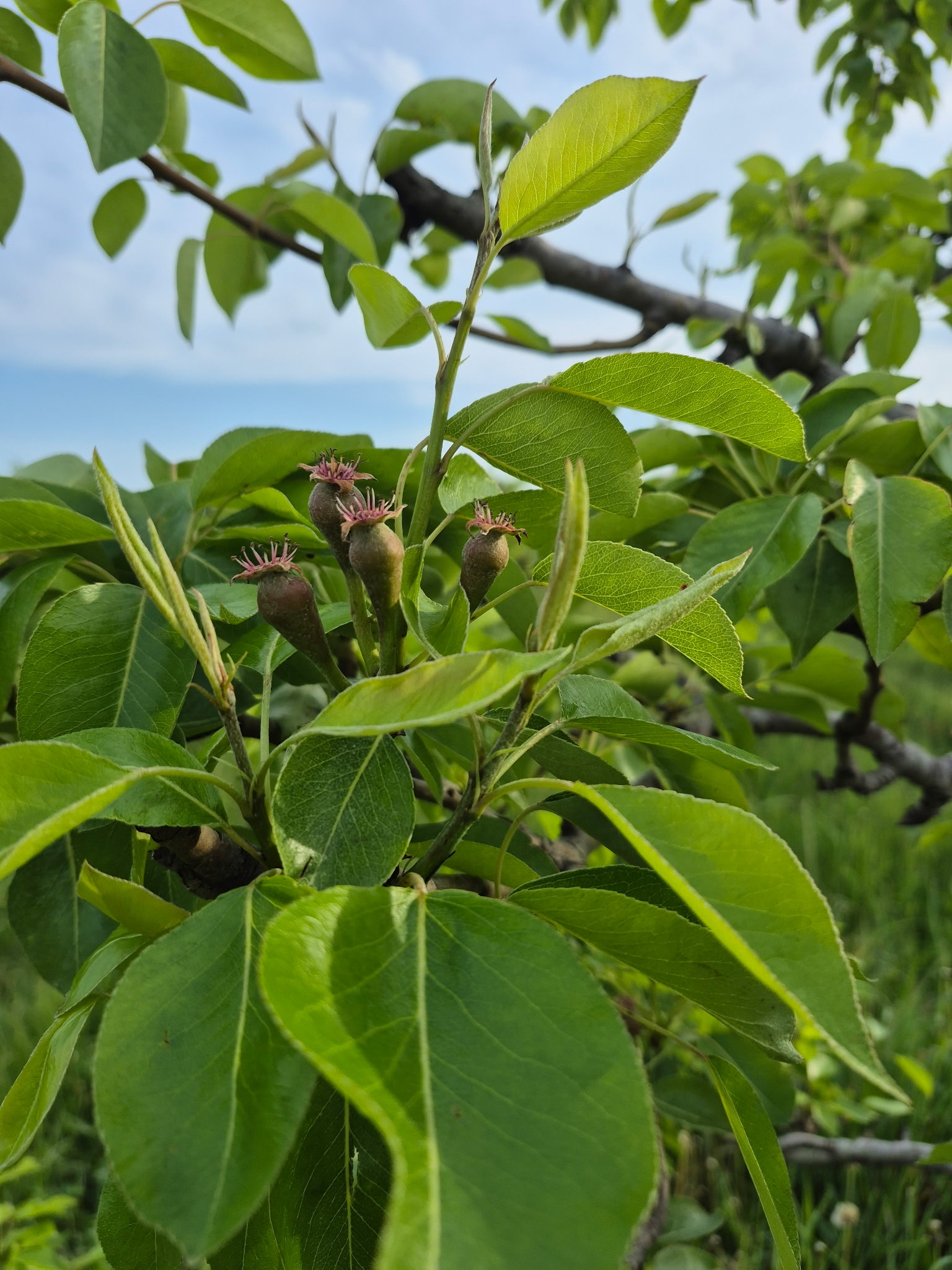 Bartlett pears at 12 mm fruitlet.