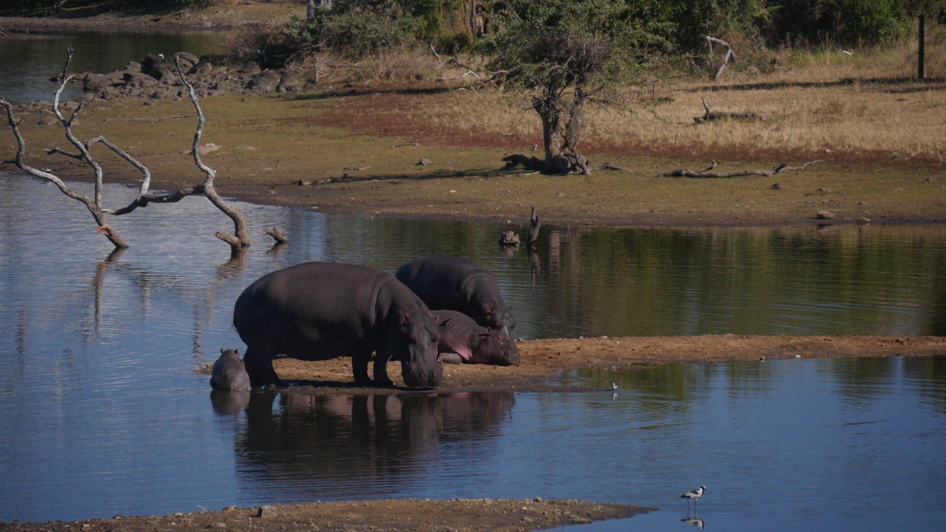 A group of hippos graze in a marsh-like setting