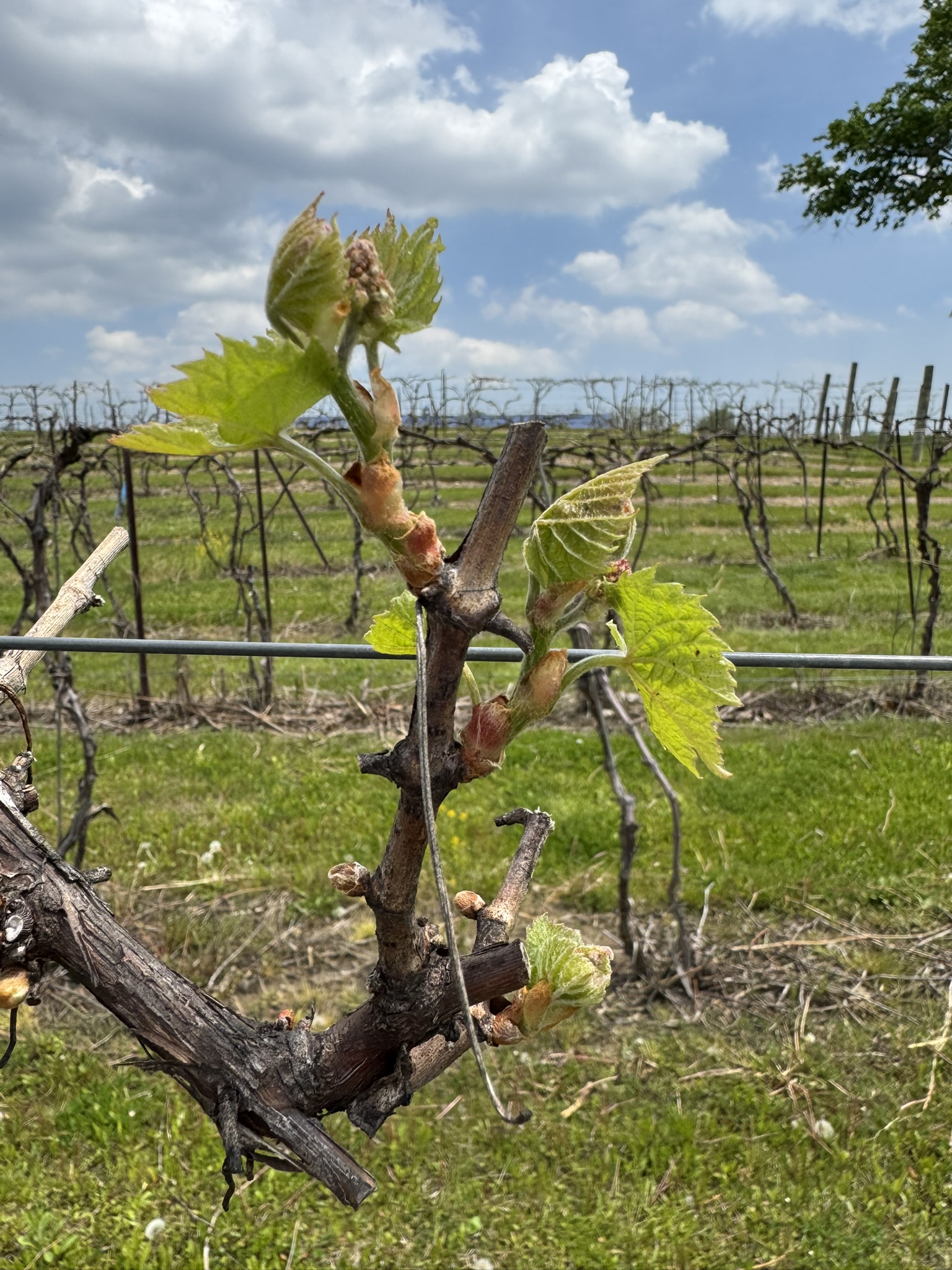 Petite Pearl grape with elongating inflorescence.