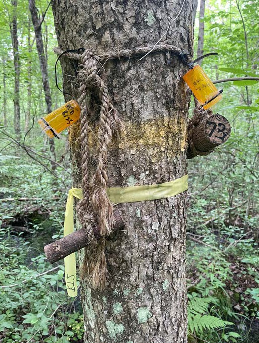 Ash tree trunk fitted with research monitoring equipment, ropes, tags, and collection containers in a forest study site.
