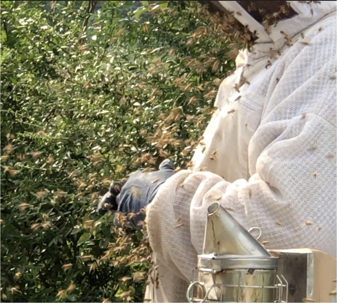 Many honey bees near a beekeeper’s glove and veil.