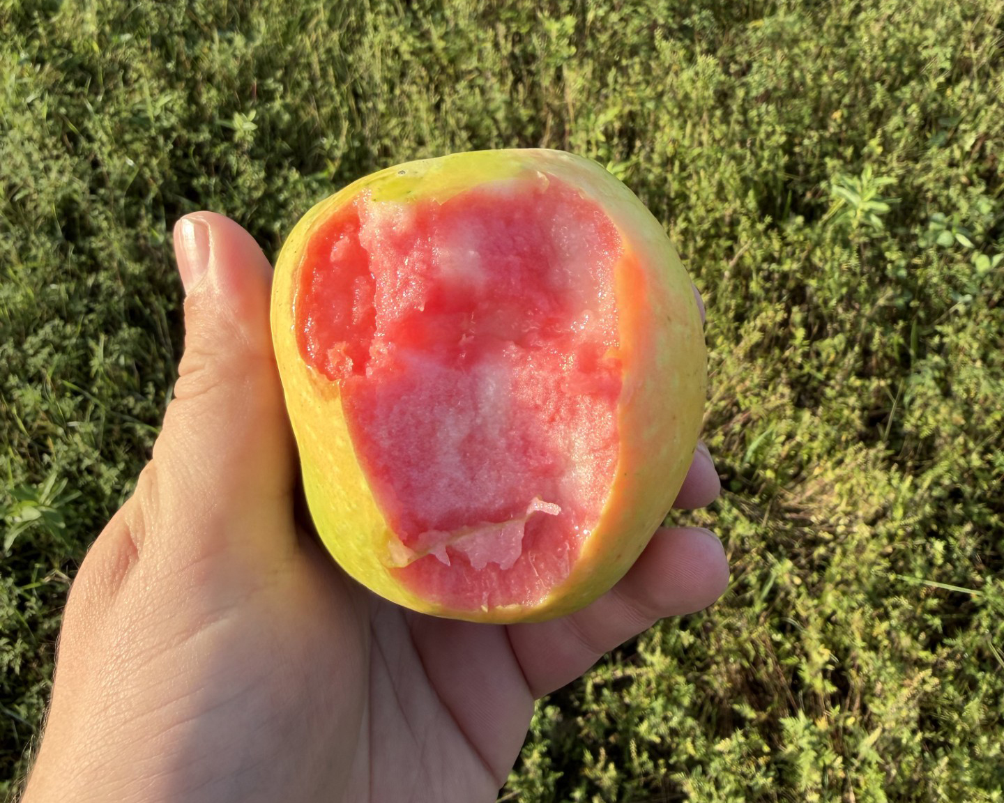 A hand holding an apple that was bitten into.
