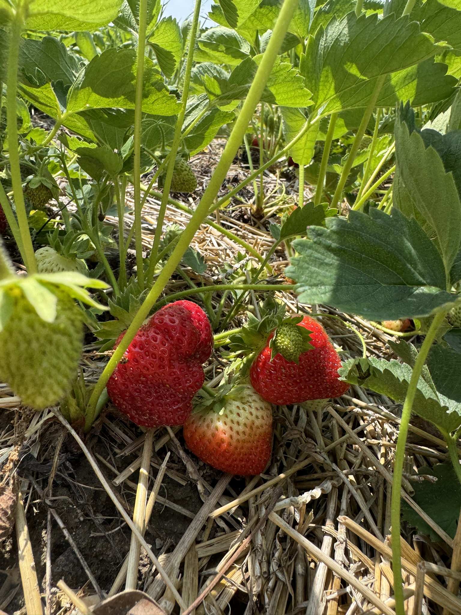 A cluster of unripe strawberries that are beginning to turn red