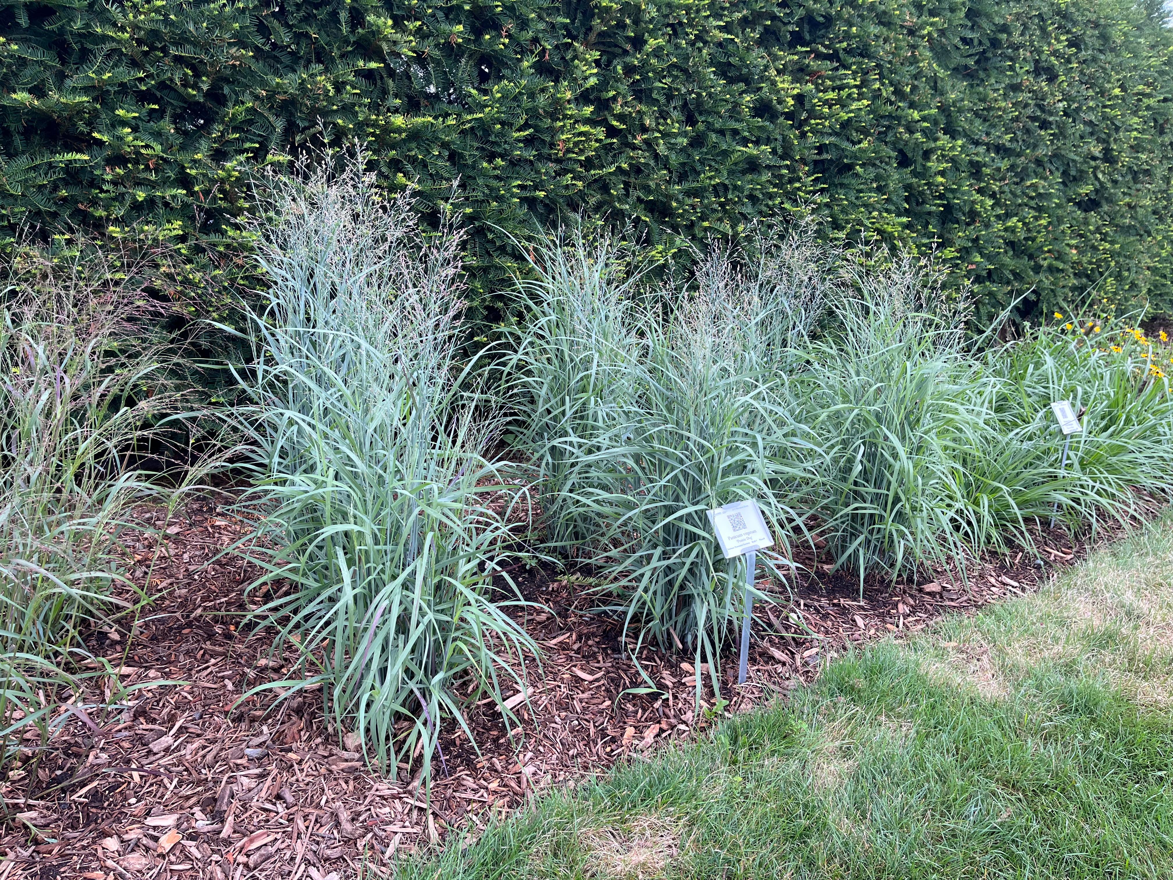 A row of ornamental grasses with narrow blue-green leaves, planted in mulch beds in front of a dark evergreen hedge, each with plant identification signs.
