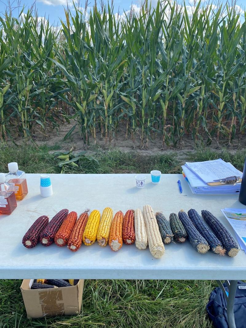 CornInField.jpeg