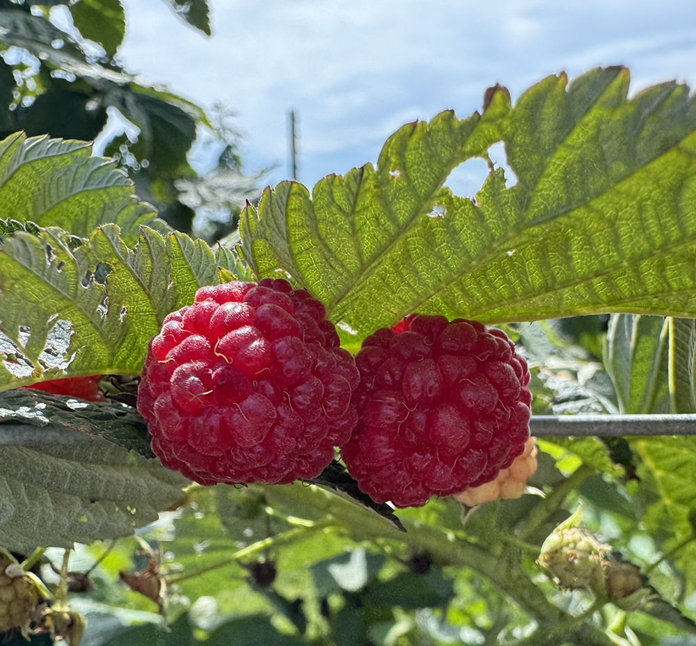 Fall raspberries ripening