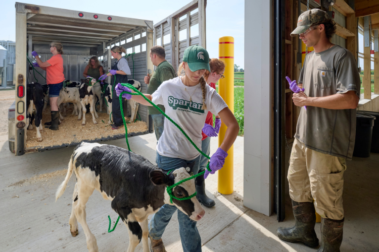 Image of a student working at the MSU Dairy Cattle Teaching and Research Center.