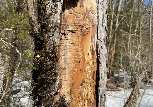 Close-up of a tree trunk with bark removed, revealing winding insect galleries carved beneath the surface.