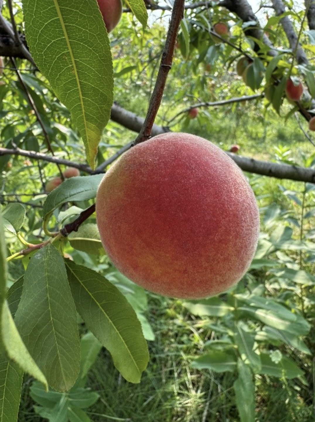 MSU_Extension_Peach_On_Tree_Plotkowski.png