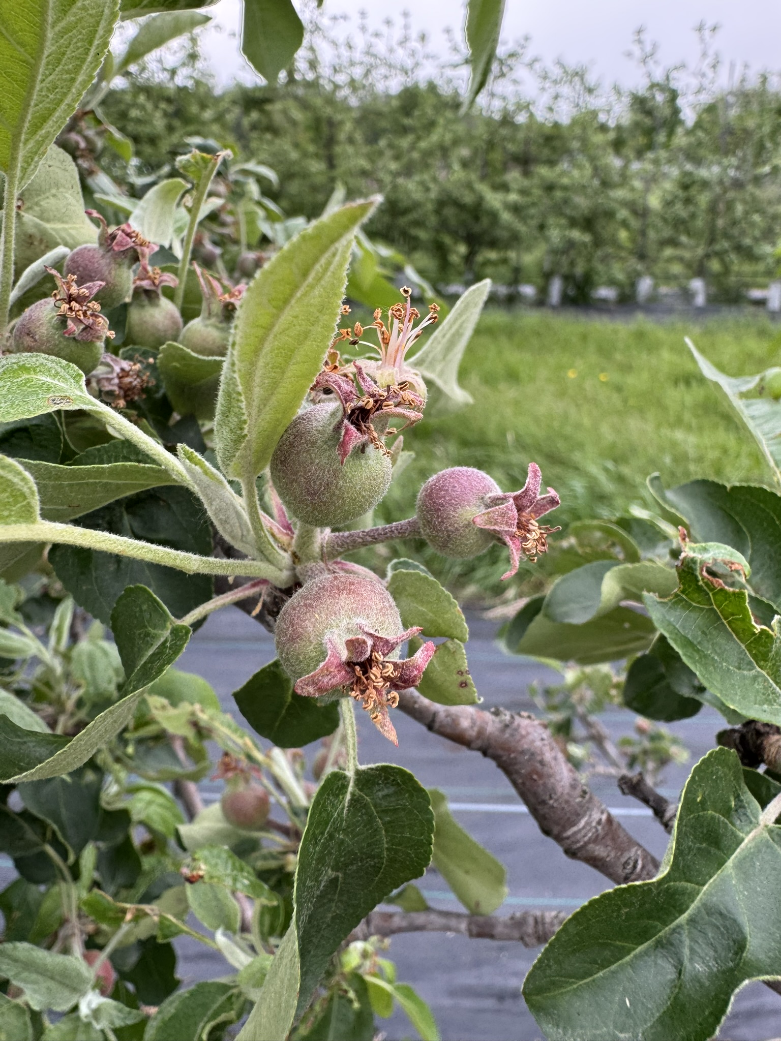 Apples at fruit set.