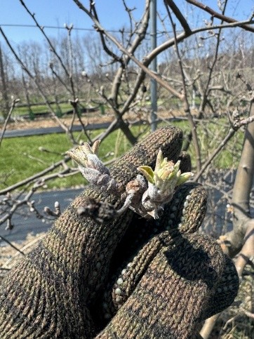 Ida Red&nbsp;apple&nbsp;at&nbsp;half-inch green.