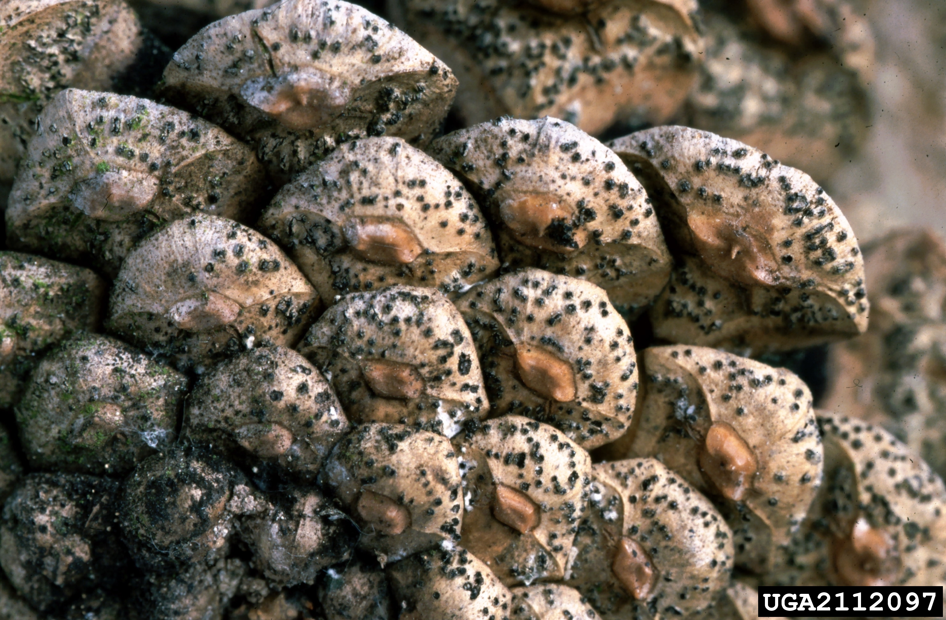 Black fruiting bodies on cone scales.