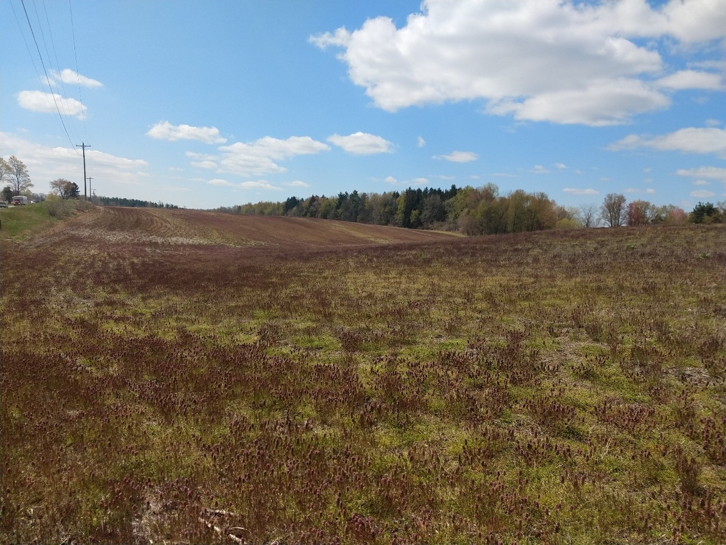 Winter annual weeds in field.