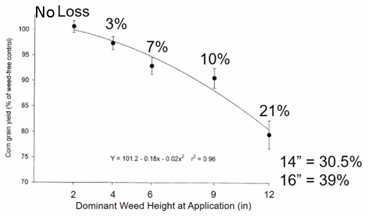 Impact of early weed competition on corn yield