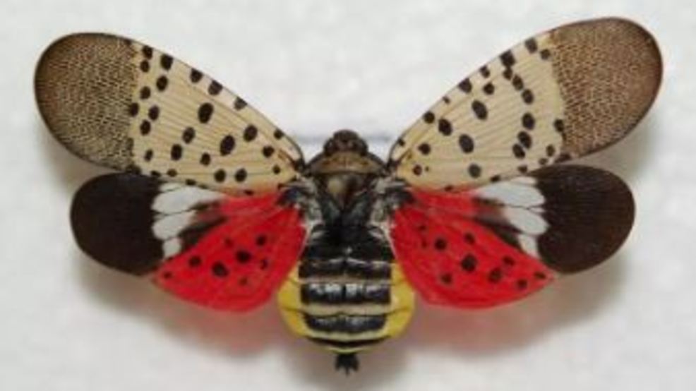 20504a93-b118-45ec-8dfc-33148e403fa1-large16x9_spottedlanternfly